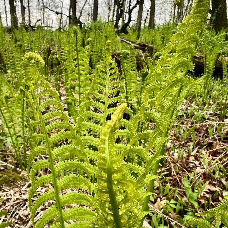 Ostrich Fern