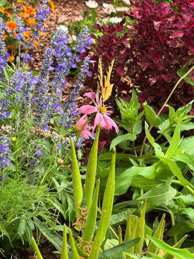 Perfect Climate For Four-Season Blooms