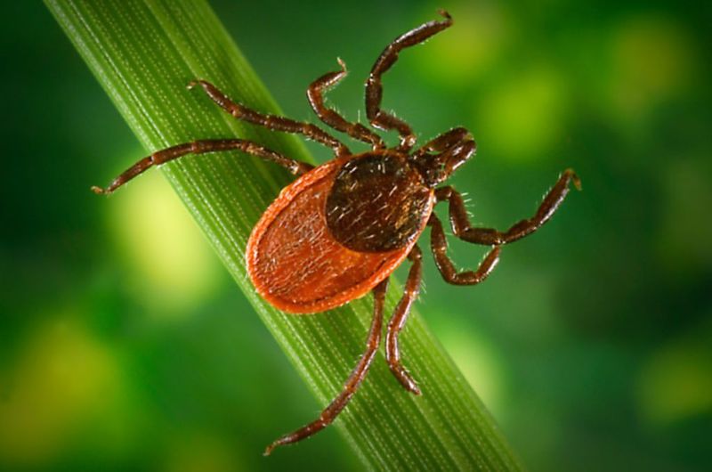 Ticks