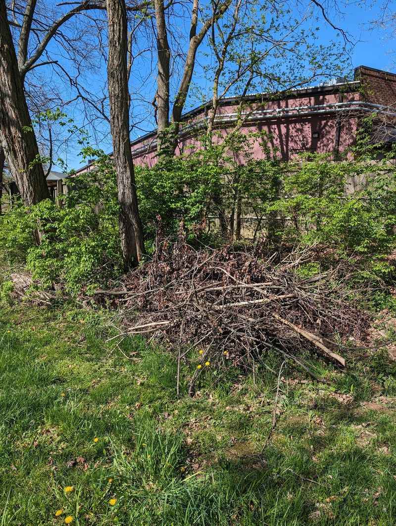 Vine-Covered Mound