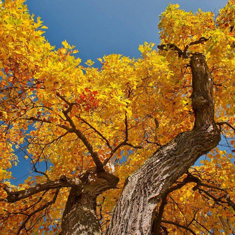 Fall Foliage Color Contrast