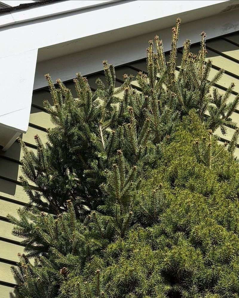 Dwarf Alberta Spruce (Picea glauca 'Conica')
