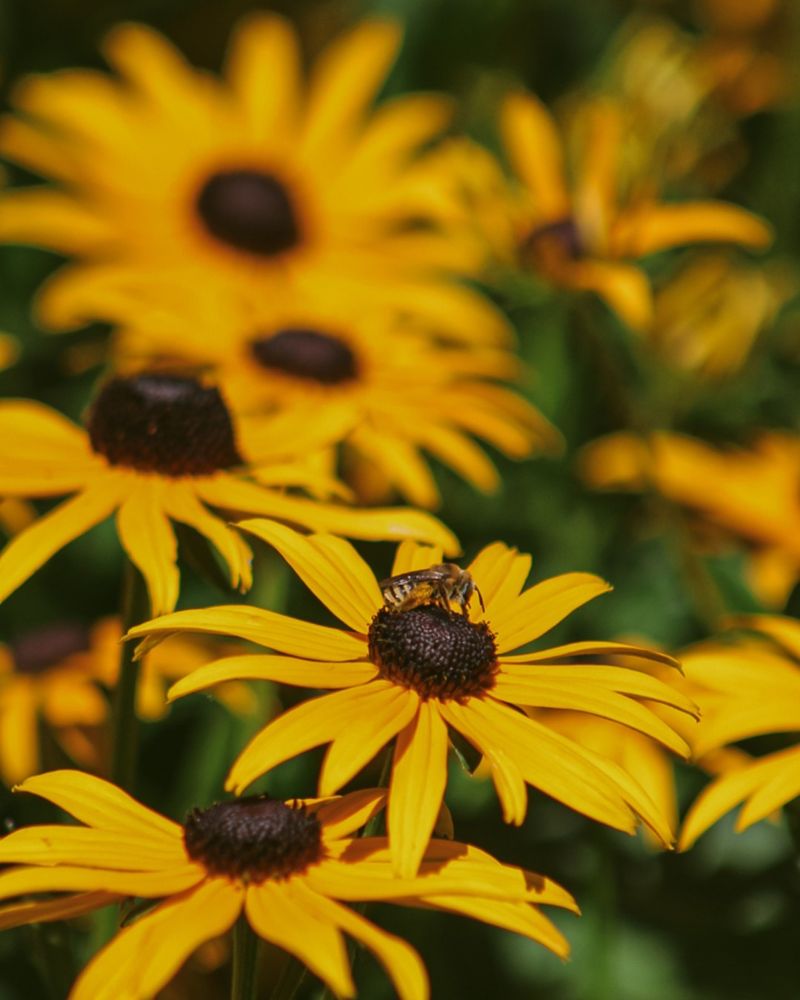 Black-eyed Susan