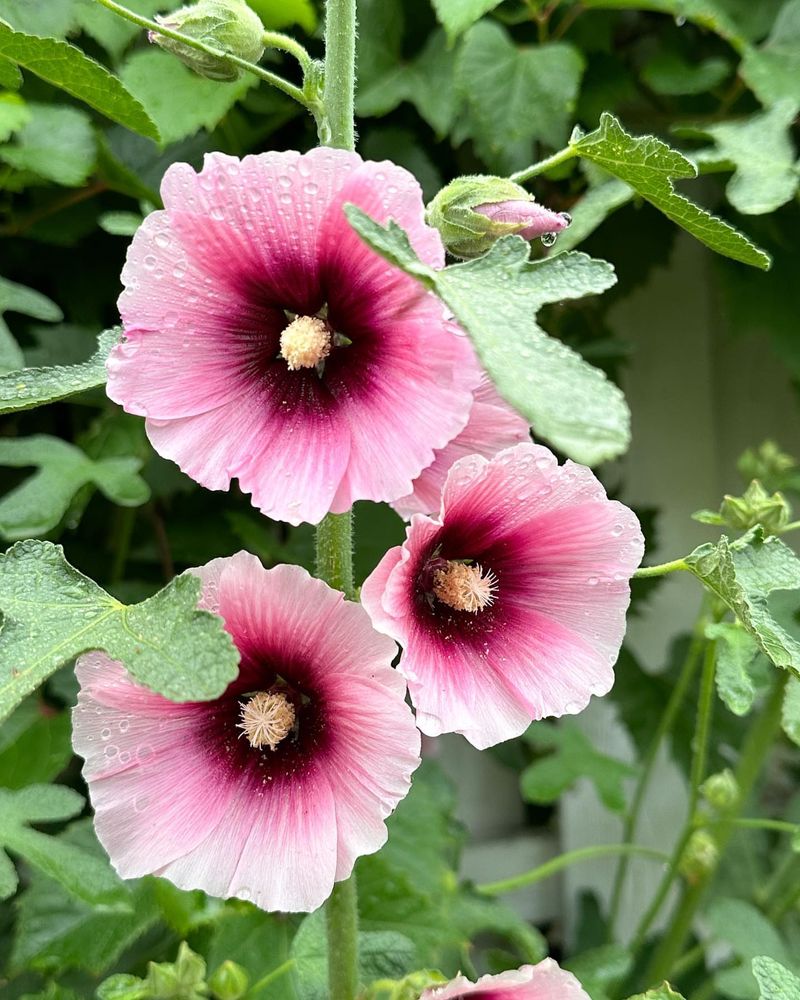 Hollyhocks Harbor Rust Disease