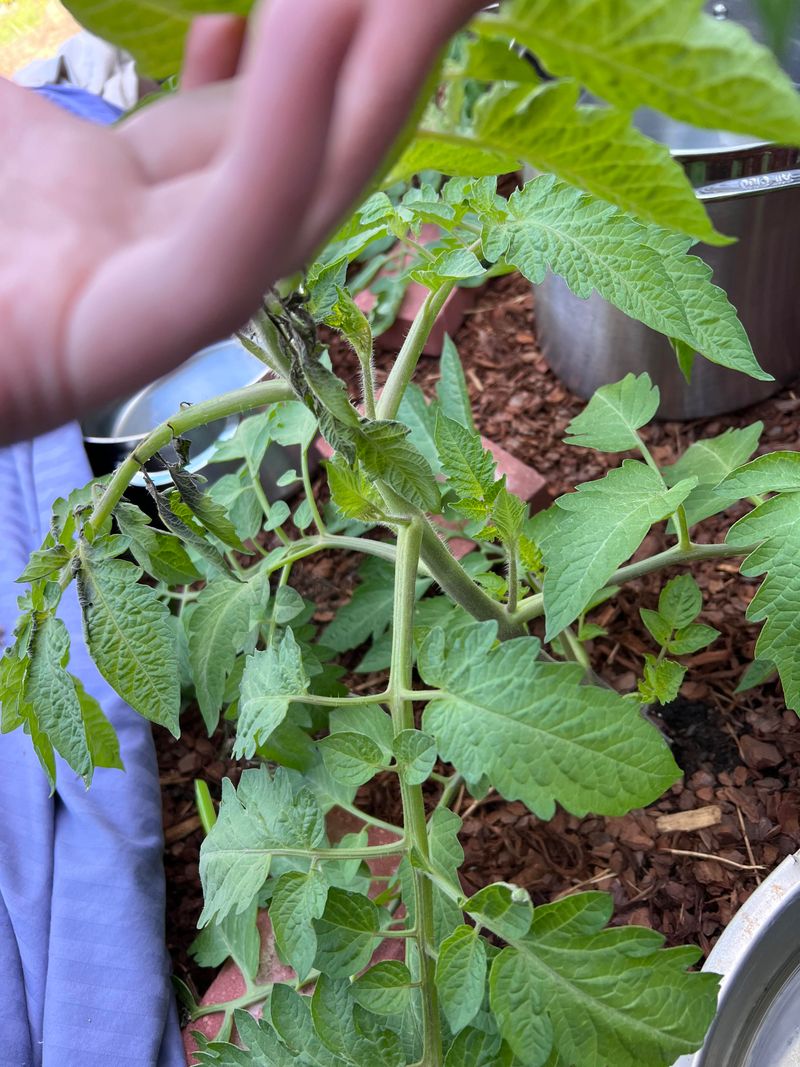 Vegetable Garden Tomato Cleanup