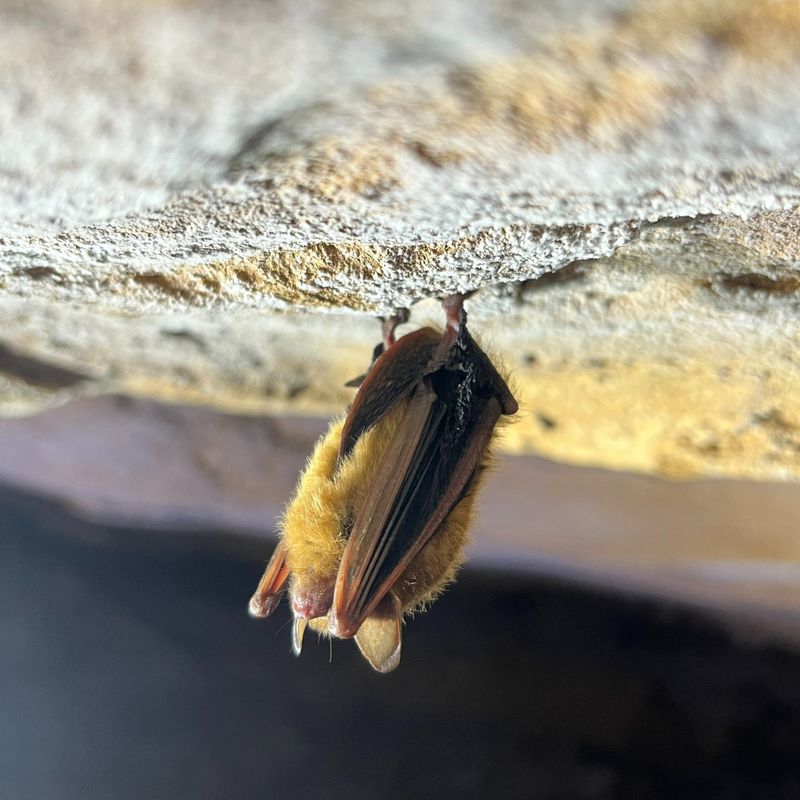 Southeastern Bat