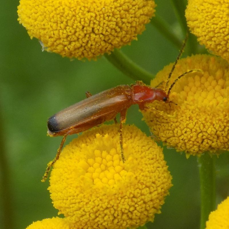 Soldier Beetles