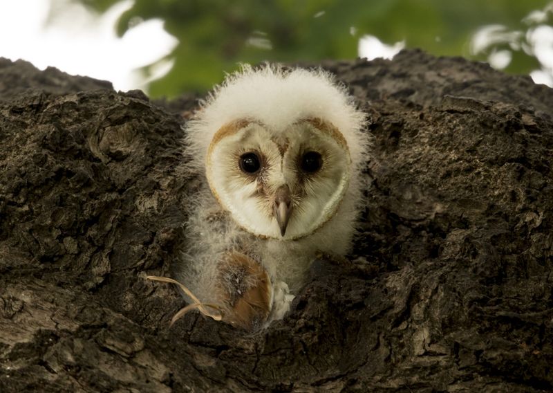 Barn Owls Roosting In Old Trees