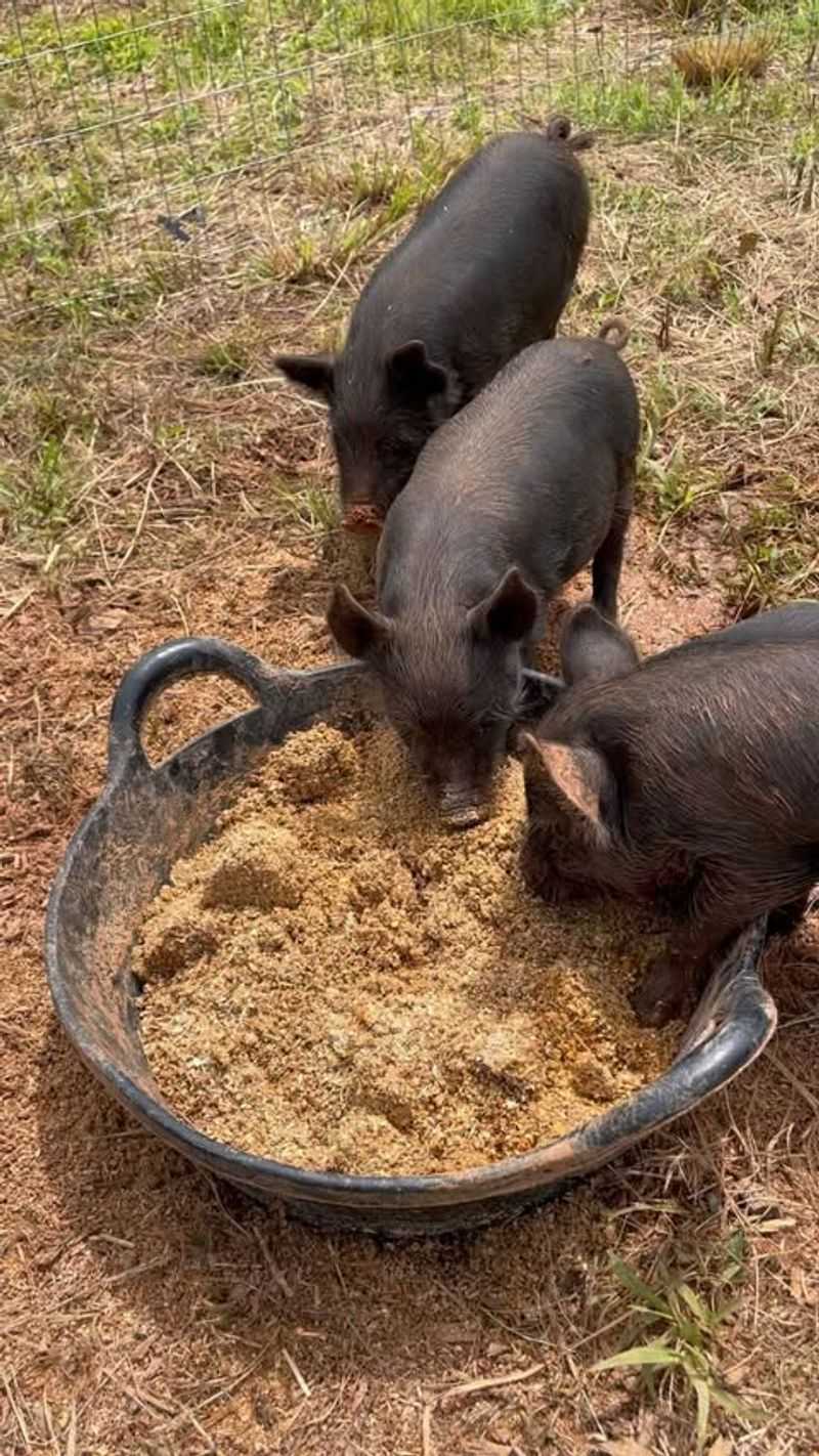 American Guinea Hogs
