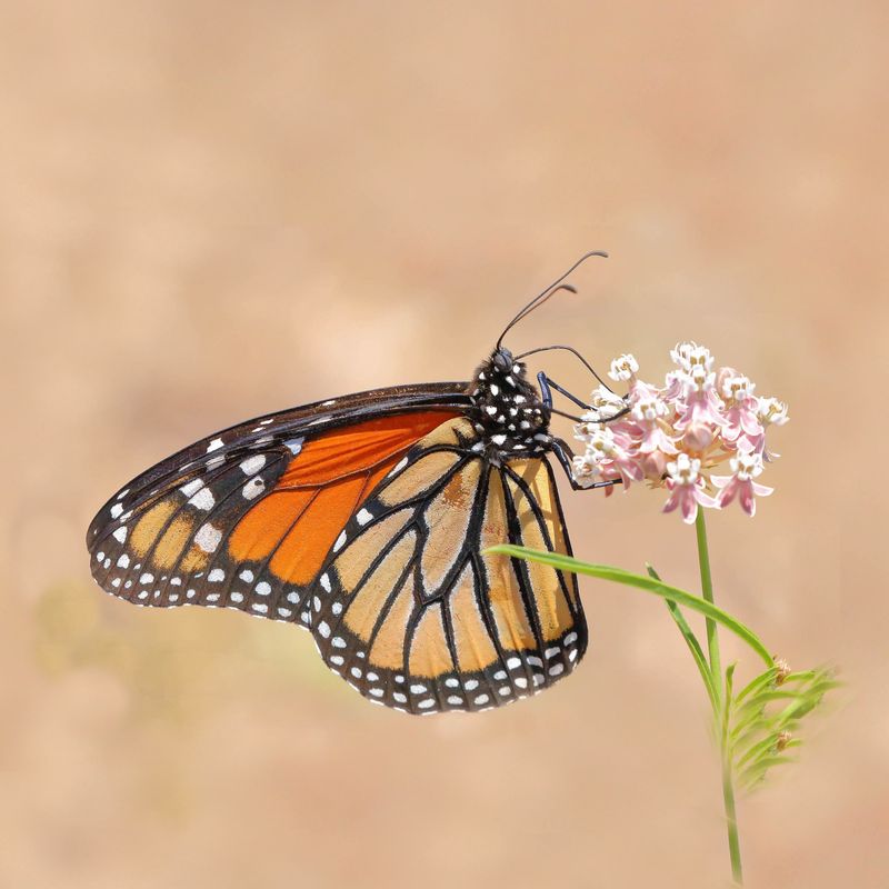 Native Butterfly Magnet