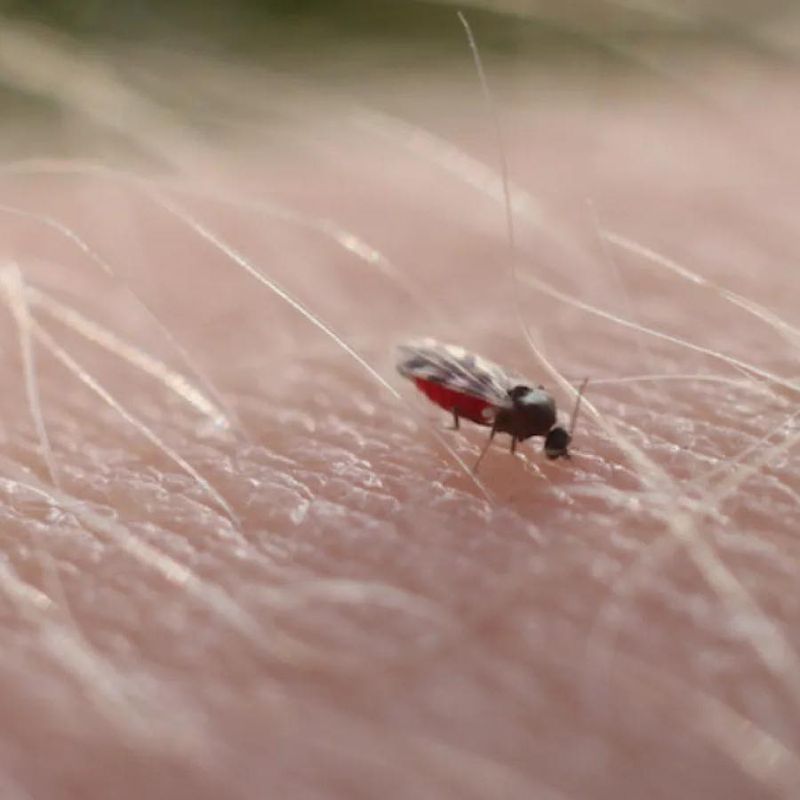 Midges (No-See-Ums)