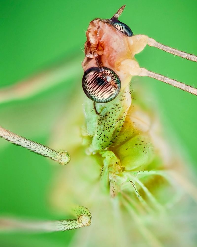 Lacewings: Delicate Aphid Destroyers