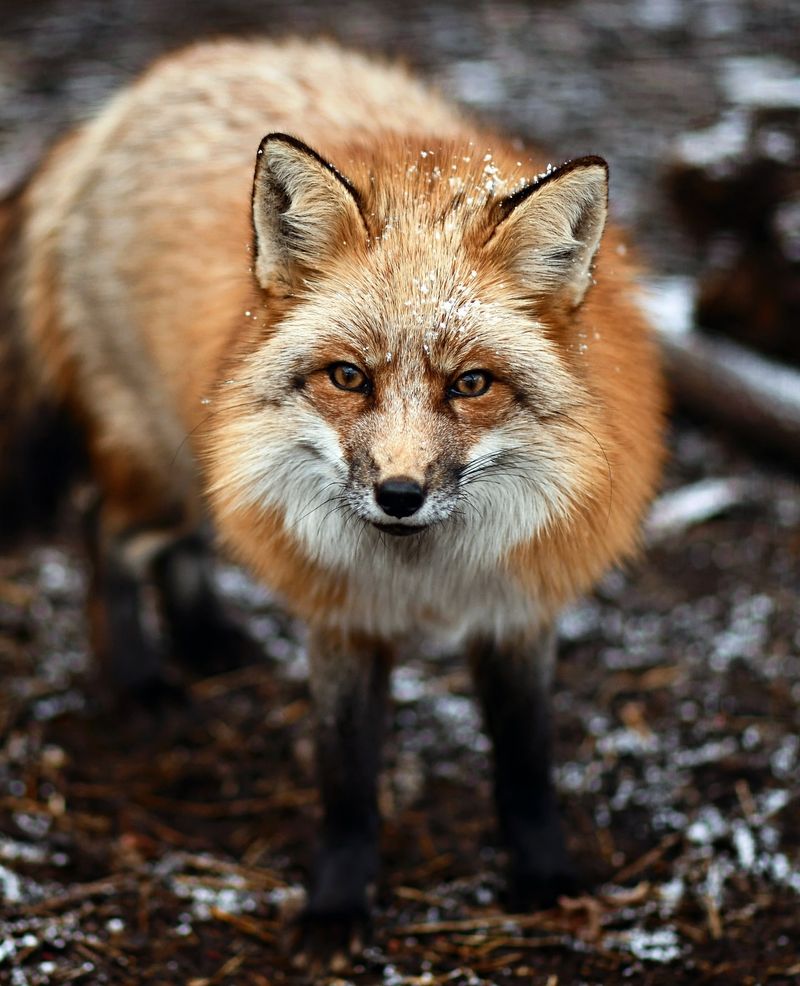 Red Foxes