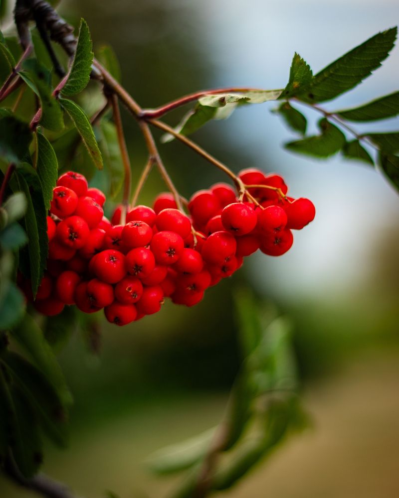Mountain Ash
