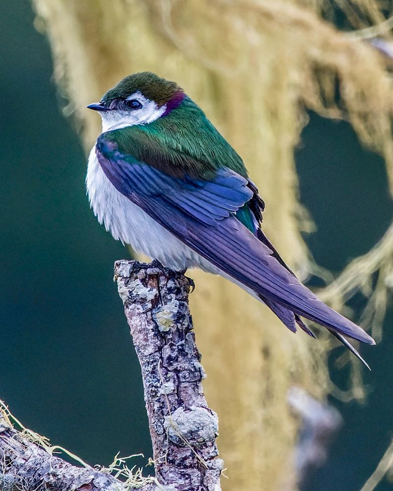 Violet-green Swallow