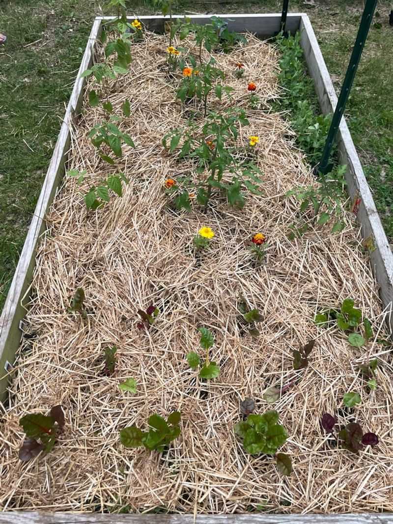 Mulching Strategies