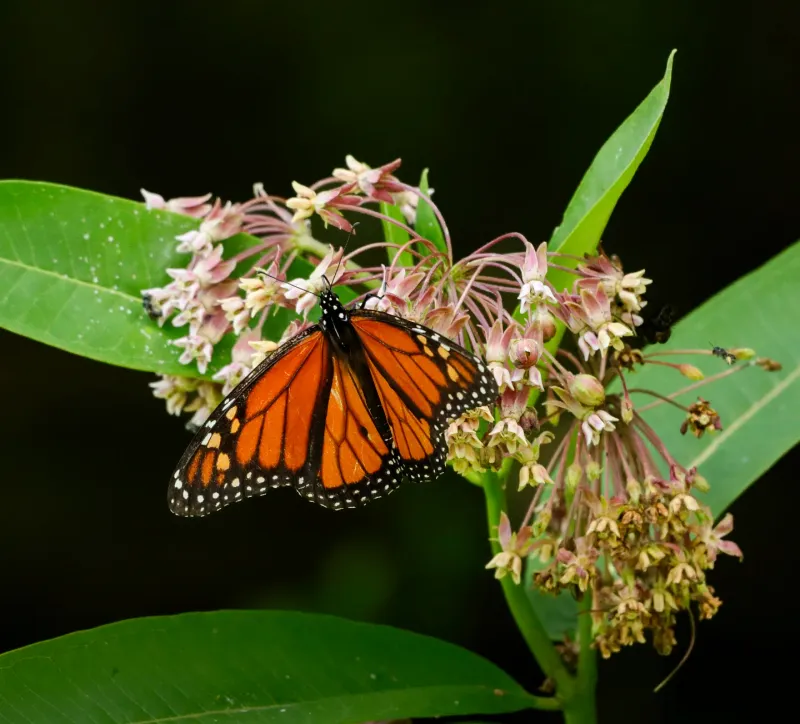 Monarch Butterflies On Milkweed Patches