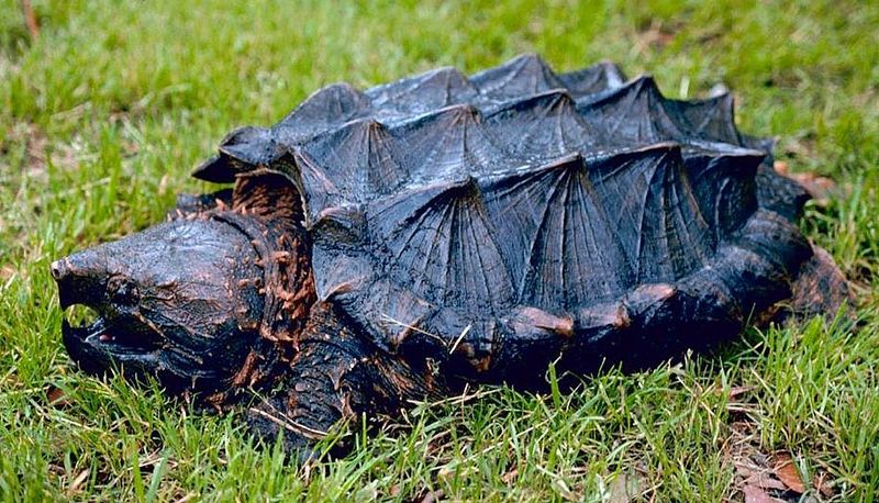 Alligator Snapping Turtles