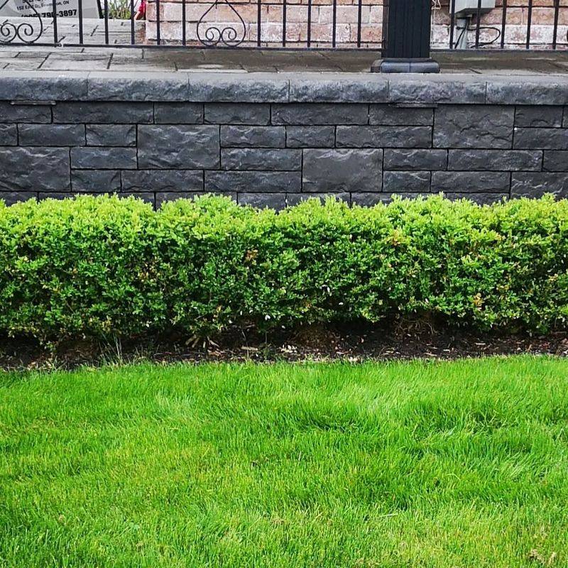 Boxwood: Secretly Toxic Hedge