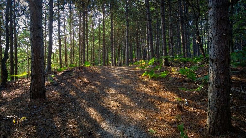 Houdek Dunes Natural Area
