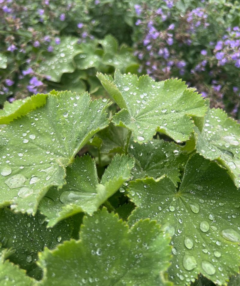 Lady's Mantle (Alchemilla mollis)