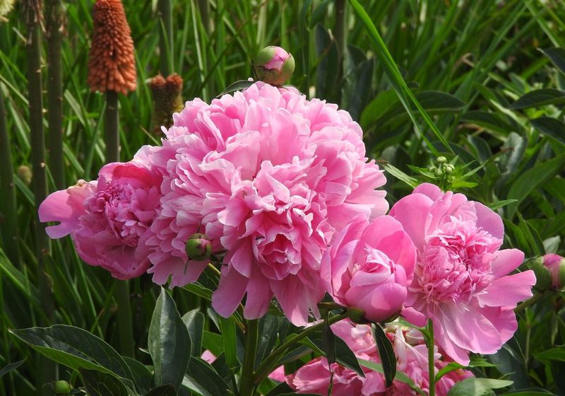 Peonies Prefer Fall Planting