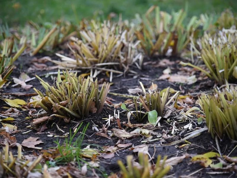Daylilies Benefit From Tidying
