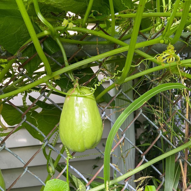 Mirliton (Chayote): The Louisiana Squash
