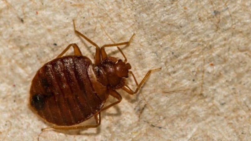 Bed Bugs