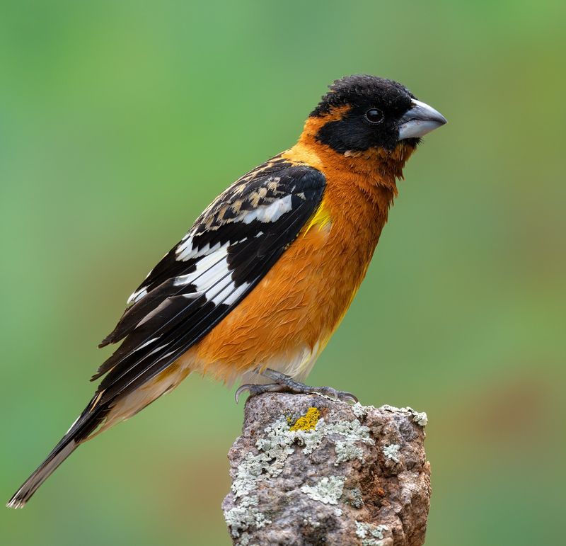 Black-headed Grosbeak: The Orchard Visitor