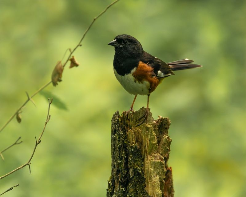 Unexpected Glimpses Of Eastern Towhees