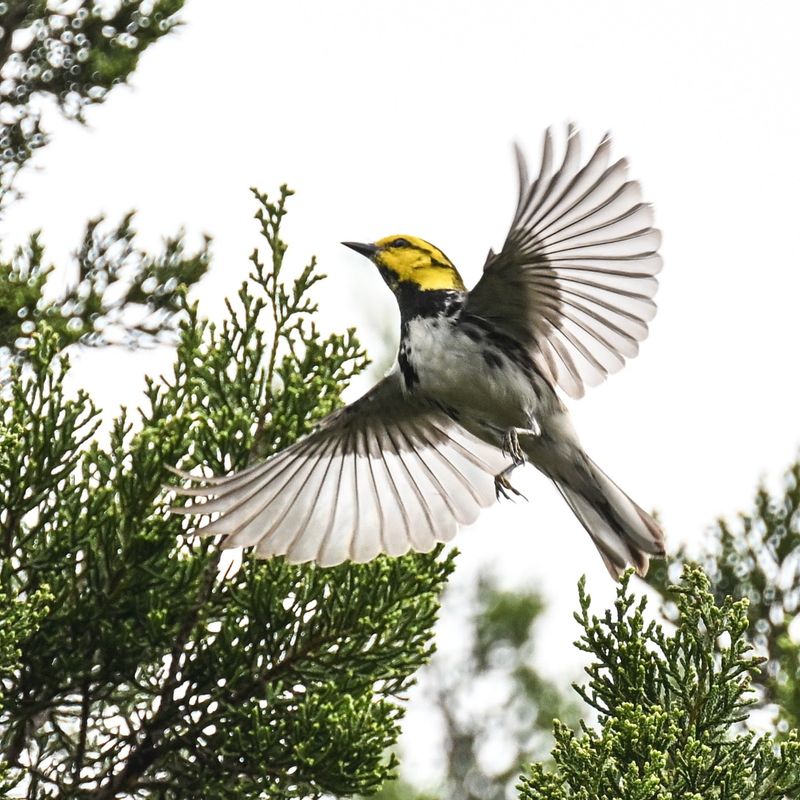 Golden-Cheeked Warblers