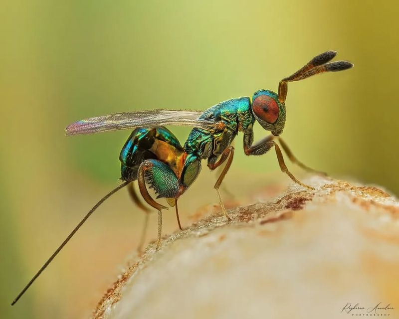Parasitic Wasps: Microscopic Garden Guardians
