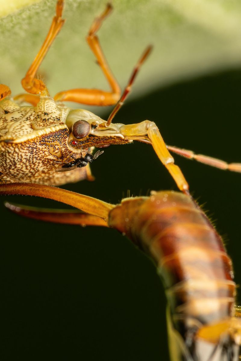 Spined Soldier Bugs