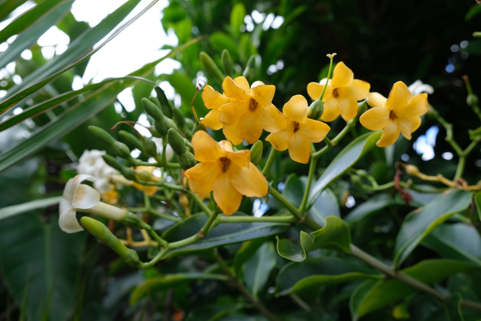 How Hawaiian Festivals Highlight Cultural Gardening Traditions