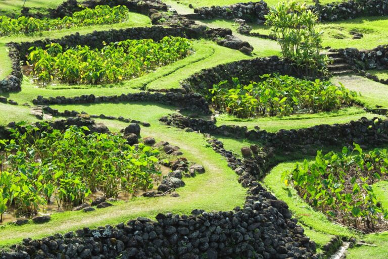 Terraced Taro Field in Kauai Hawaii