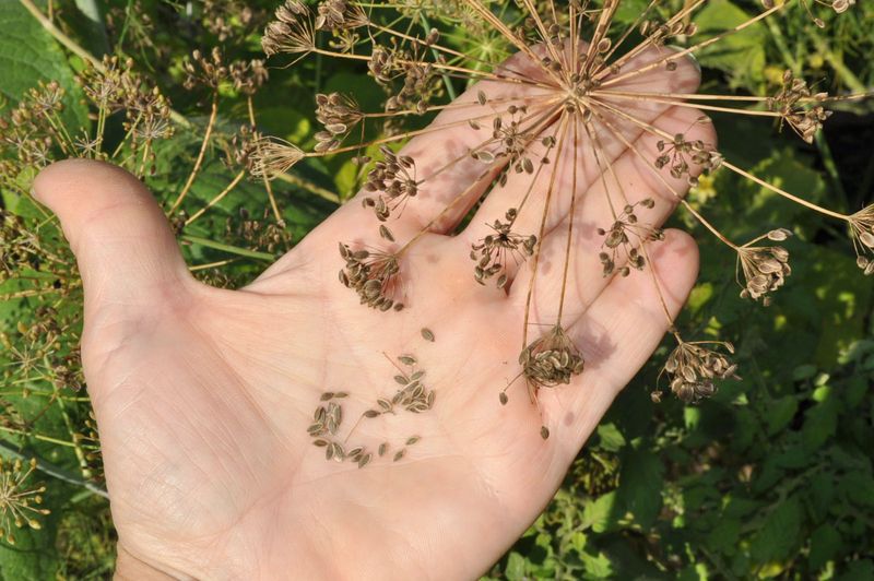 Heritage Seed Saving Networks Protect Ancient Varieties