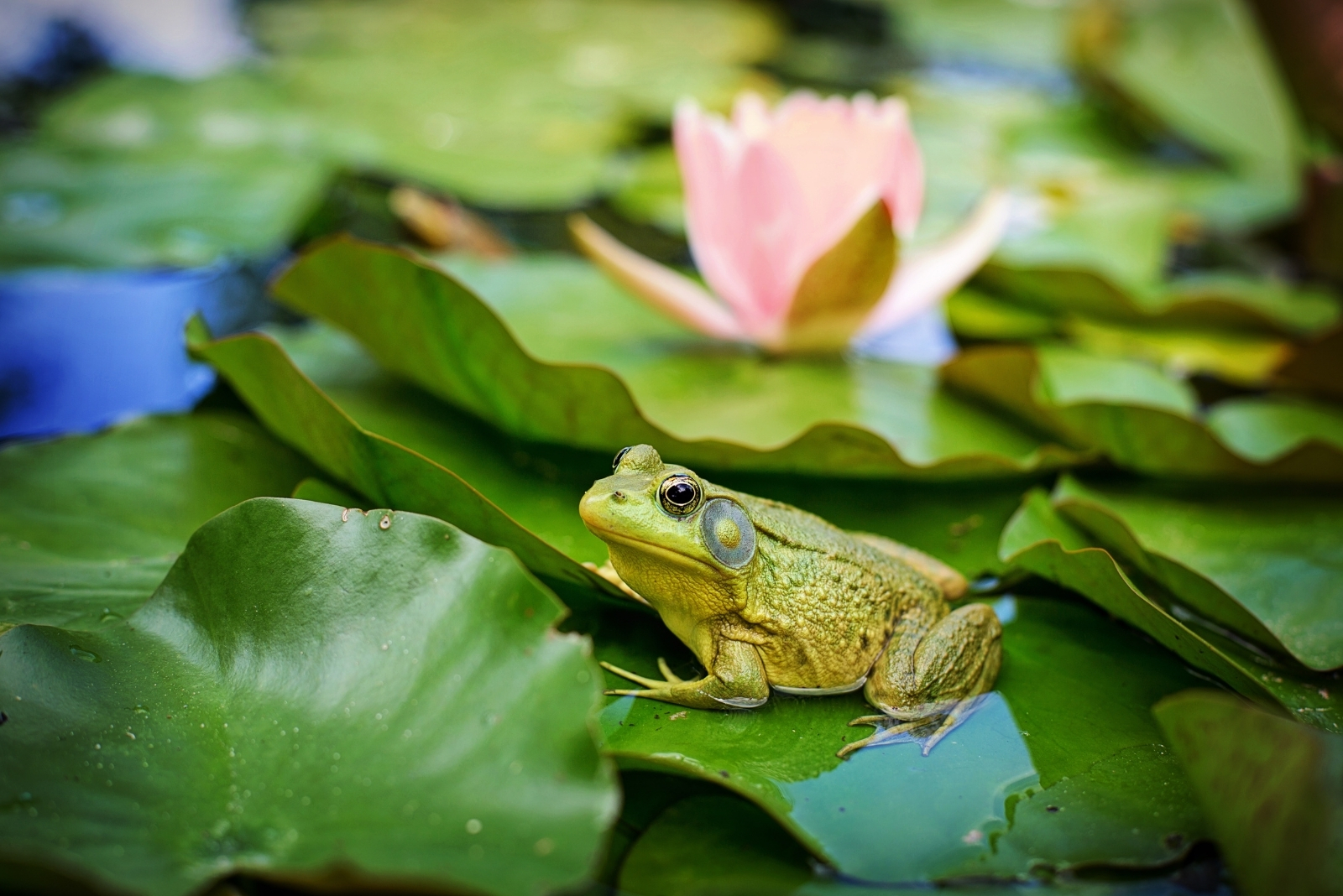 Pond (featured image)