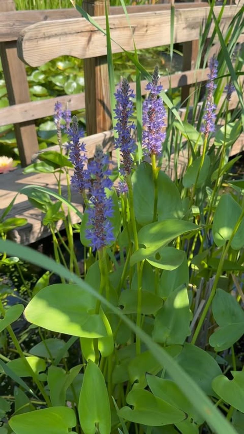 Choose Native Plants