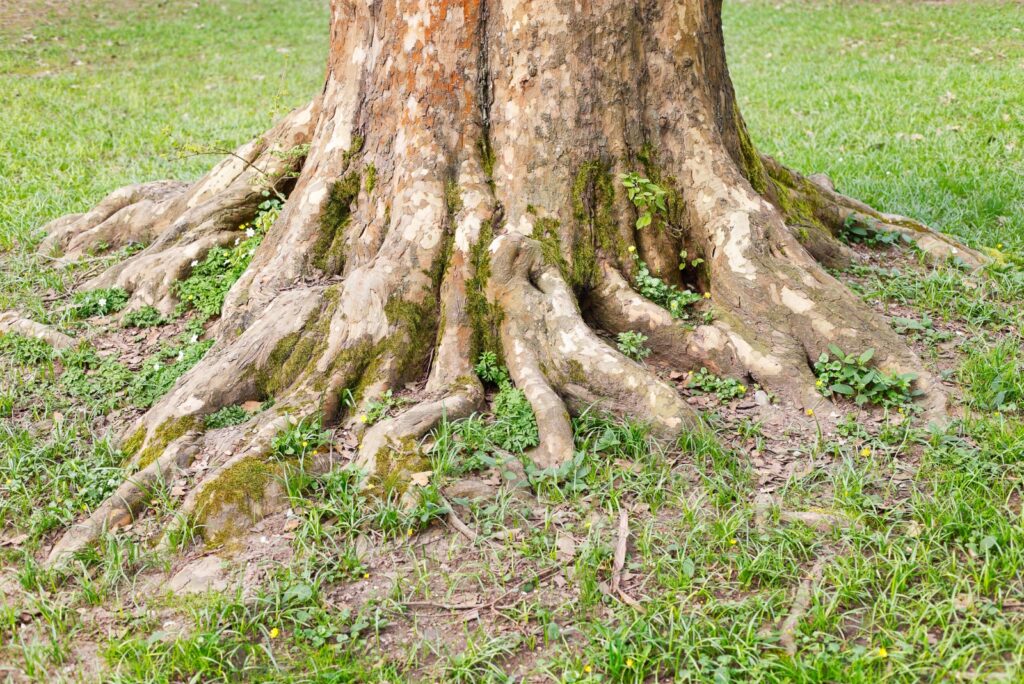How To Deal With Tree Roots Making A Mess In South Carolina Yards
