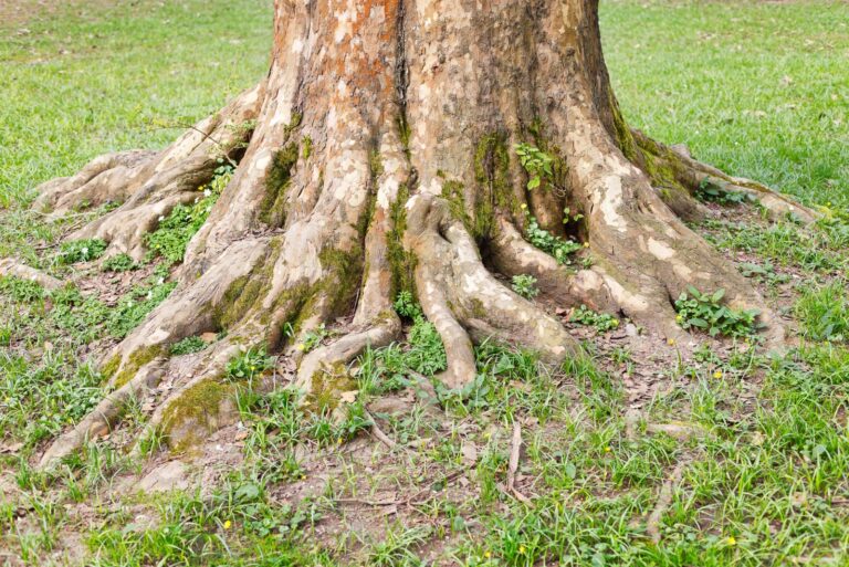 tree roots poking through the ground