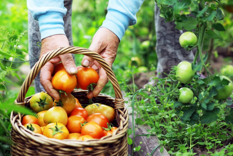 Happy organic farmer harvesting tomatoes (featured image)