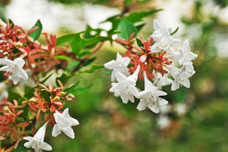 abelia white flower