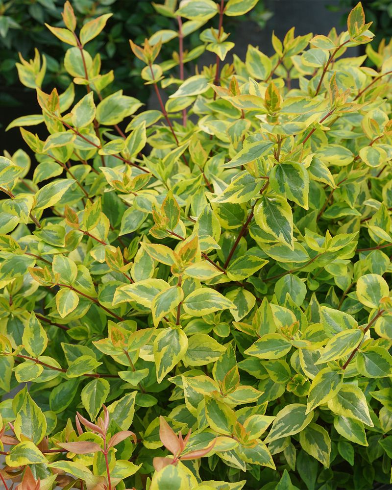 Pick The Right Abelia Variety