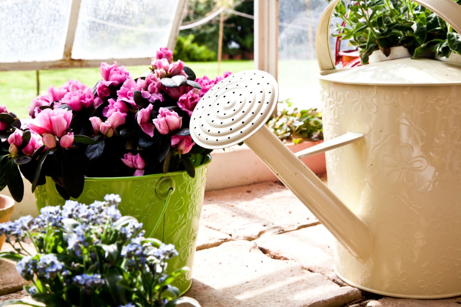 How To Keep Indoor Flowering Plants Happy In Michigan Homes