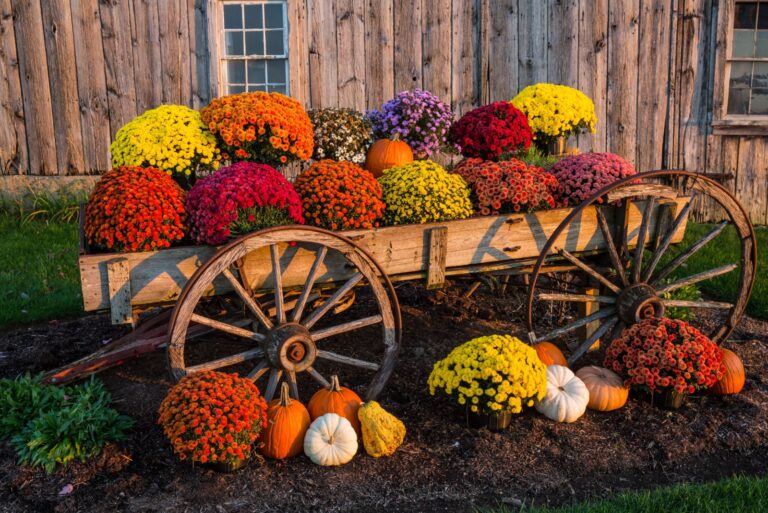 vintage wagon with colorful chrysanthemums