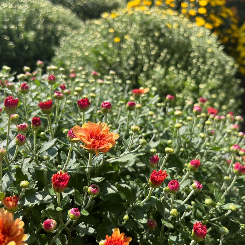 Pick The Right Mums From The Start