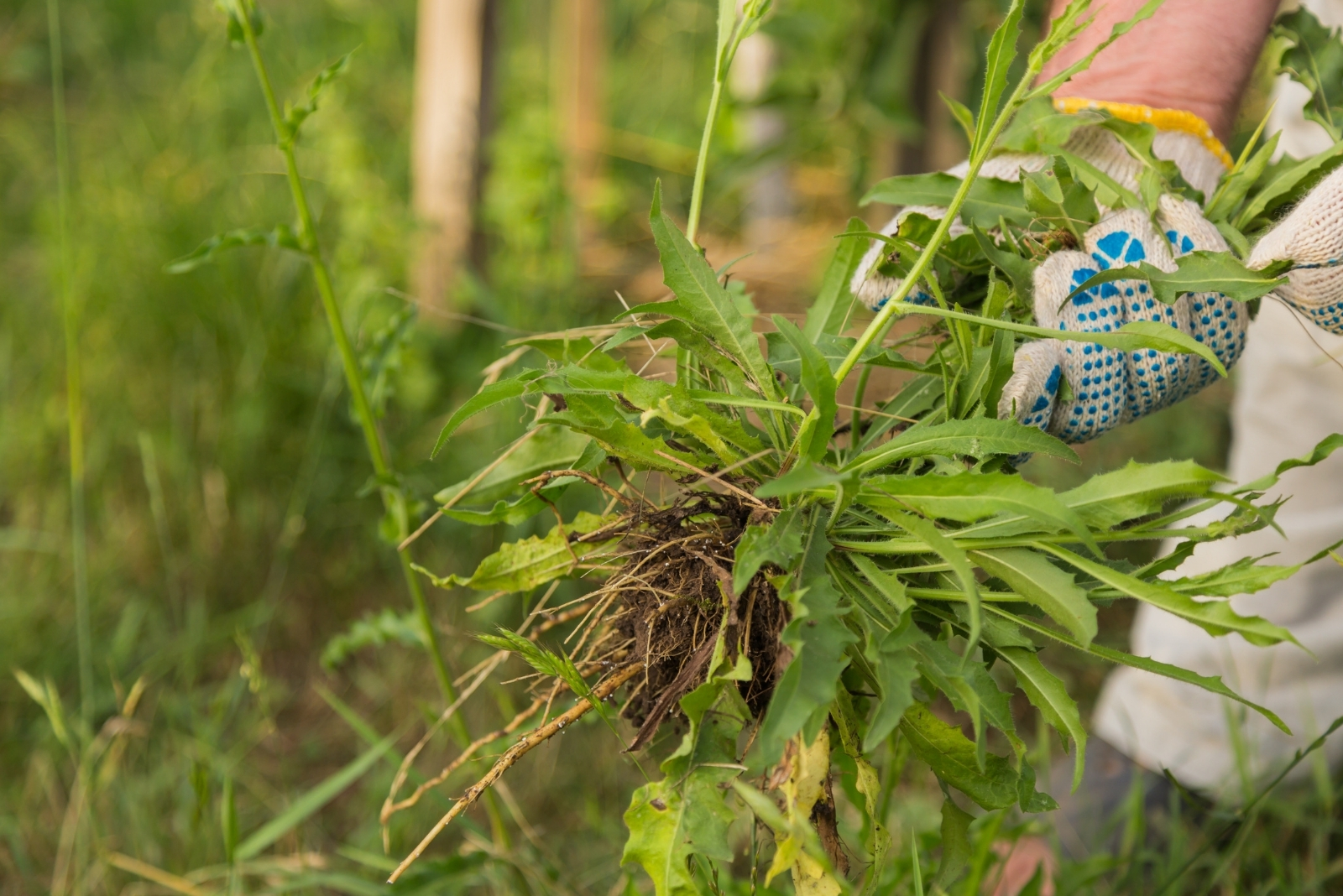 How To Manage West Invasives In California Oregon And Washington