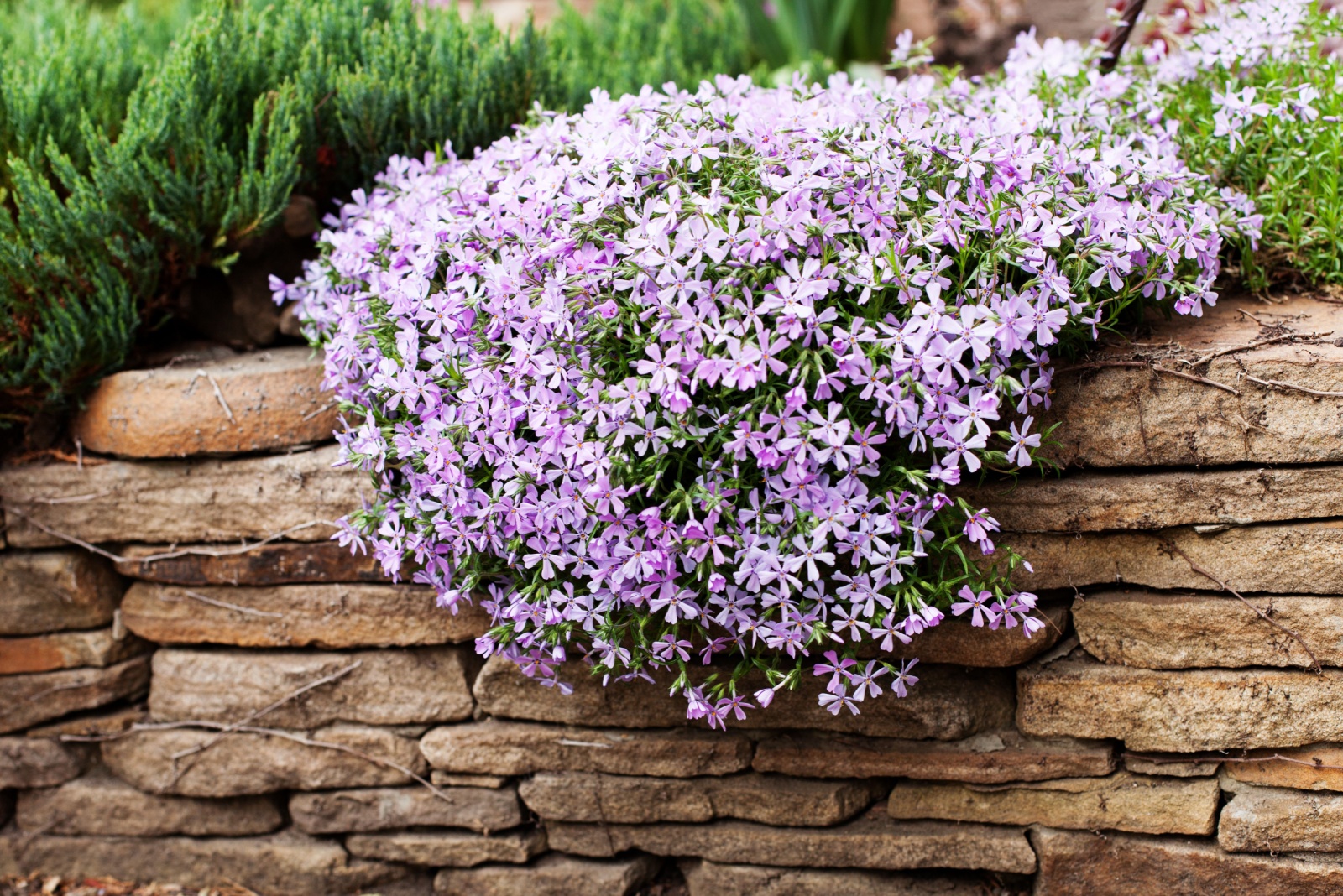 How To Plant Creeping Phlox In South Carolina For A Backyard That Bursts With Color