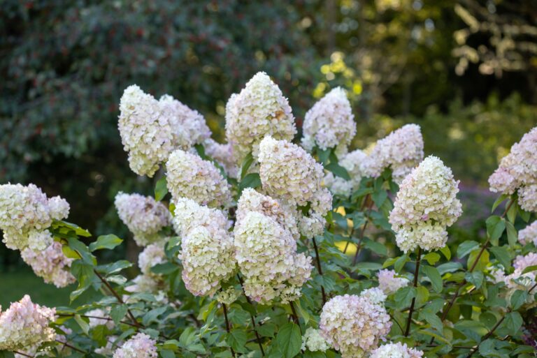 white hydrangea in bloom